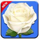 ملصقات زهور سيغنال