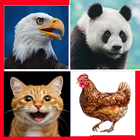 Animal Quiz Learn & Play game icône