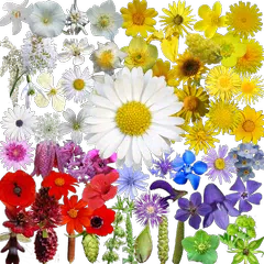 What's that flower? Icon