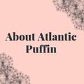 About of Atlantic Puffin
