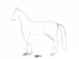 Hoe een realistisch paard te tekenen screenshot 1