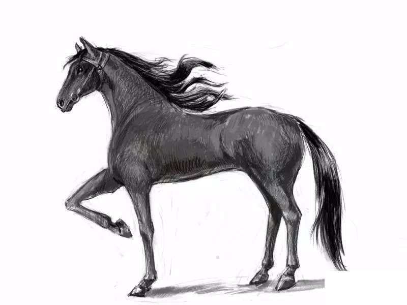 Desenho realista cavalo  Desenho realista, Desenho, Realista