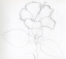 How to draw realistic flowers syot layar 2