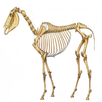Anatomia Veterinária APK