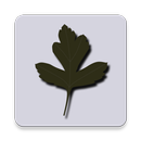 Canopy Surveyor APK