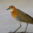 Slaty-legged Crake Bird Calls APK