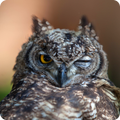 Slow Flying Owl Live WP