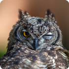 Slow Flying Owl Live WP icon