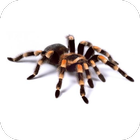 Spider Video Live Wallpaper icône