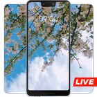 Spring cherry blossom bloom live wallpaper 圖標