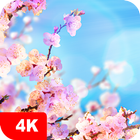 Spring Wallpapers 4K آئیکن