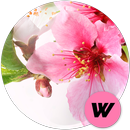 Frühling Hintergrundbilder 🌺 APK