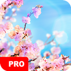 Spring Wallpapers PRO أيقونة