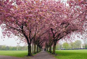 Spring View HD Wallpaper скриншот 1
