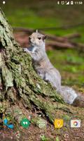 Squirrel Live Wallpaper capture d'écran 2