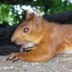 Squirrel Puzzles. APK