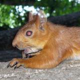 Squirrel Puzzles. ไอคอน