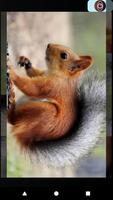 Squirrel Puzzles. capture d'écran 3