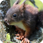 Squirrel Video Wallpaper icon