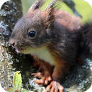 Squirrel Video Wallpaper APK