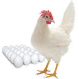 Layer Bird Farm Performance