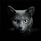 Find a Cat icon