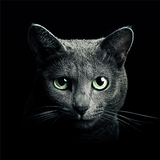 Find a Cat APK