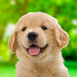 My Dog & Me: Puppy Simulator APK