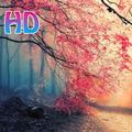Best HD Wallpapers