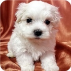 Pets Wallpaper-7 图标