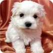 Pets Wallpaper-7 icon