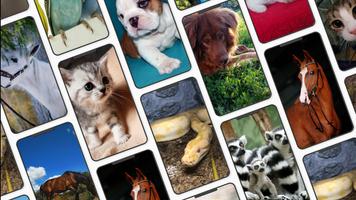 Pets Wallpaper-7 海报
