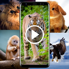 Animal Video Live Wallpaper icône
