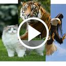 Animal Video Live Wallpapers APK