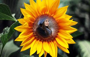 Sunflower Photo Frames screenshot 1