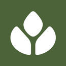 Amber Gusto APK