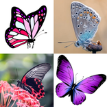 Stickers de Mariposas