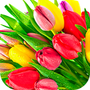 Flowers Stickers for WhatsApp APK