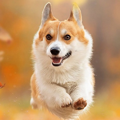 Corgi Wallpaper