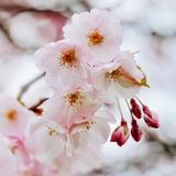 Papier peint fleur de cerisier