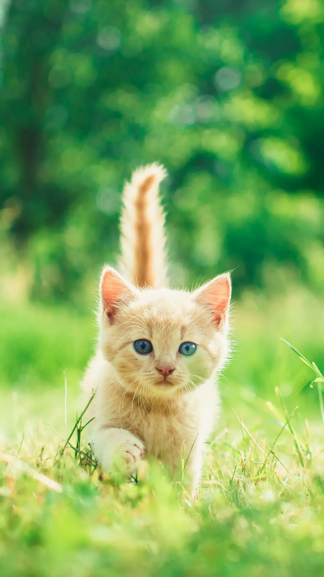 Fond D Ecran Chaton Mignon Apk Pour Android Telecharger