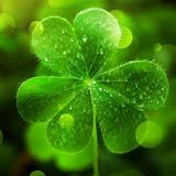 Green Leaf Wallpaper