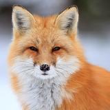 Kertas Dinding Fox