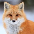 Fox Wallpapers icon