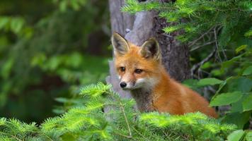 Fonds d'écran de renard capture d'écran 2