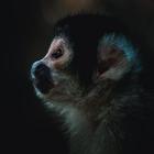 Monkey Wallpaper icon