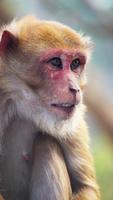 Monkey Wallpaper screenshot 1
