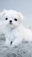 Malta köpeği Ekran Görüntüsü 1