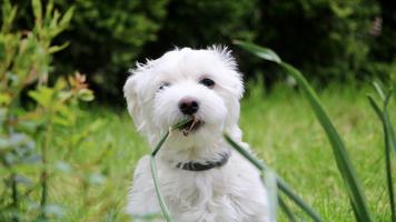 Malta köpeği Ekran Görüntüsü 2