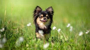 Malta köpeği Ekran Görüntüsü 3